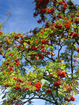 Rowan, Rowan Tree, Germany, Europe