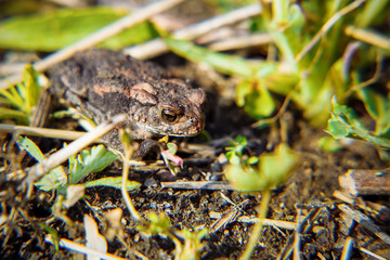 A little frog sitting on the ground. Hiding among the grass.