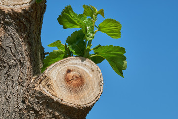 Baumschnitt, junger Trieb.