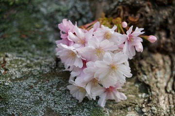 Fototapeta na wymiar Rosa Kirschblüten an einem Zweig