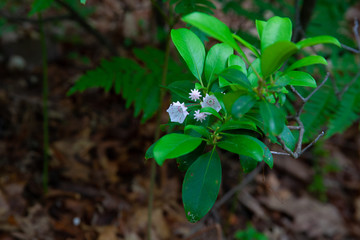 Pennsylvania Mountain Laurel In Bloom - State Flower Of PA