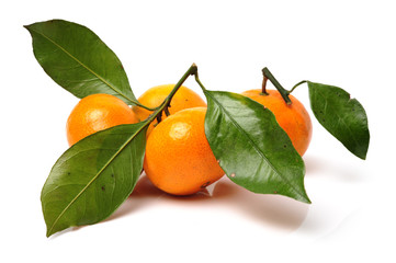 tangerine orange on white background 