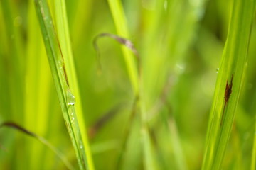 水玉