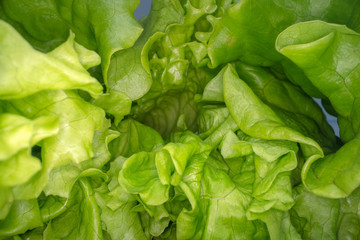 Abstract shapes of green lettuce leafs. Close up view of salad leaf. Urban farming, healthy eating lifestyle