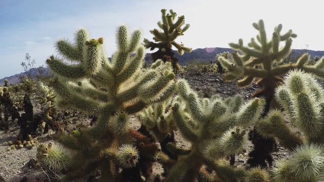 Cholla Cactus Grove Wide Pan- Joshua Tree National Park