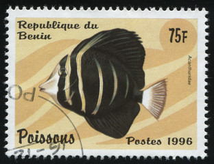fish under water