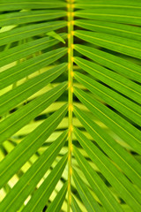 Macro view of palm leaves.