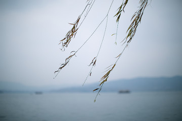 willow in Xihu Lake
