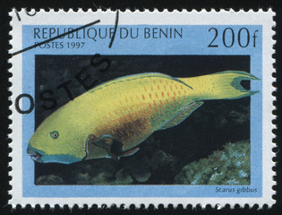 fish under water