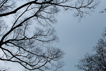branches in the sky