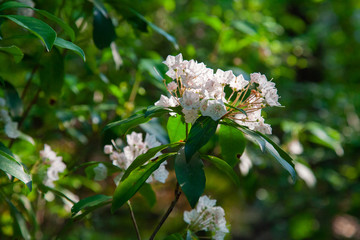 Pennsylvania Mountain Laurel In Bloom - State Flower Of PA