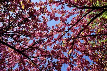 Rosa Kirschblüten von unten aufgenommen vor blauem Himmel