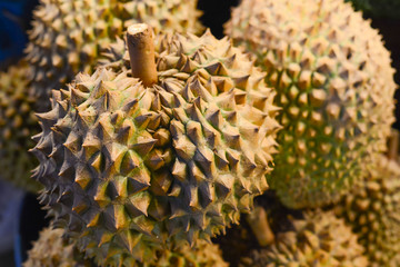 Durian tropical fruit close up.