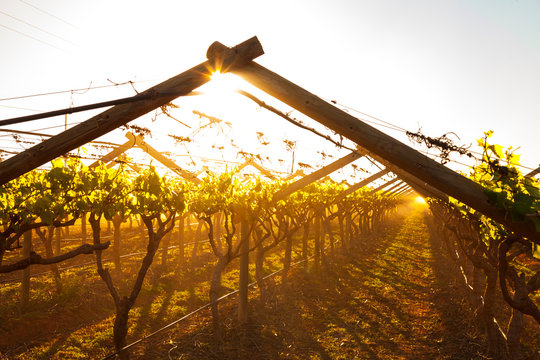 Wineyards, Vanrhynsdorp, Western Cape province, South Africa, Africa