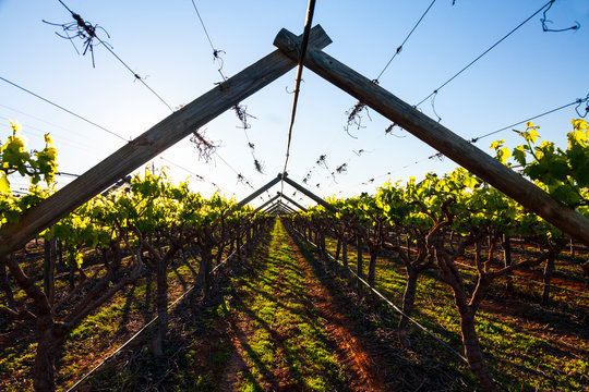 Wineyards, Vanrhynsdorp, Western Cape province, South Africa, Africa