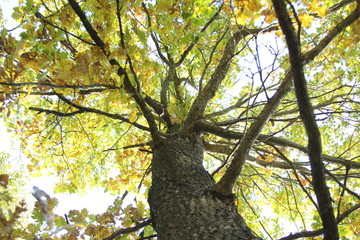 tree in autumn