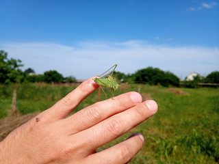 Grasshopper isofia on mans hand. Isophage insect.