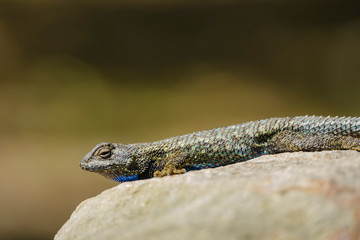 Close up shot of a beautiful Lizard