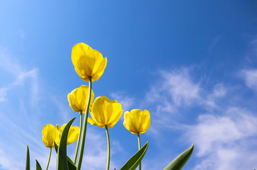 Fototapeta premium Beautiful yellow tulips in spring against blue sky with clouds. Floral background