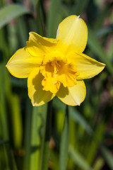 Daffodil (narcissus) 'Mando' growing outdoors in the spring season