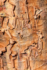 Acer griseum orange red tree bark macro close up texture background commonly known as  Paperbark Maple