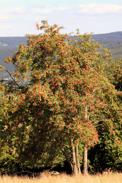 Rowan, Rowan Tree, Germany, Europe