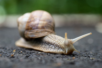 Close up photo of the snail