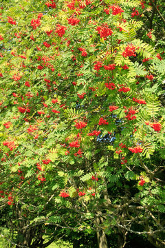 Rowan, Rowan Tree, Germany, Europe