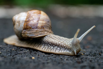 Close up photo of the snail