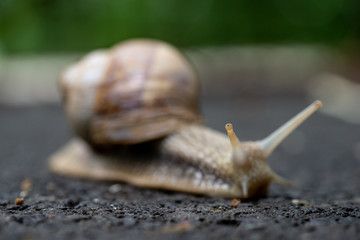 Close up photo of the snail