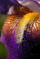Water droplets on an iris flower. Shallow depth of field