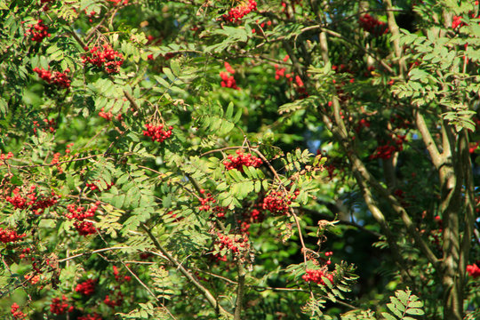 Rowan, Rowan Tree, Germany, Europe