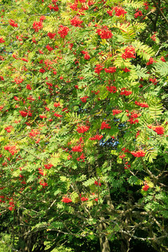 Rowan, Rowan Tree, Germany, Europe