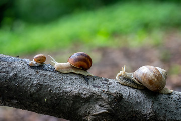 Close up photo of the snails
