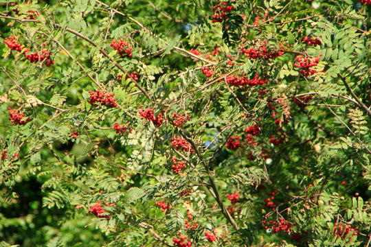 Rowan, Rowan Tree, Germany, Europe