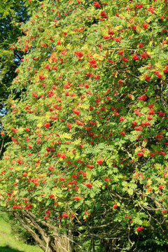Rowan, Rowan Tree, Germany, Europe