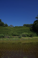 水田と青空