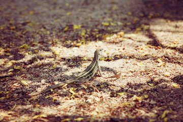 Garden Lizard. lizard in the jungle. Vietnam.