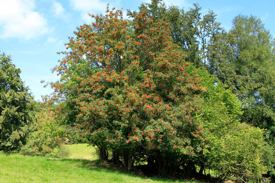 Rowan, Rowan Tree, Germany, Europe