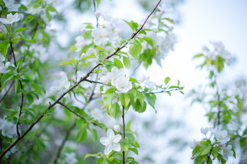 all kinds Malus spectabilis in Beijing