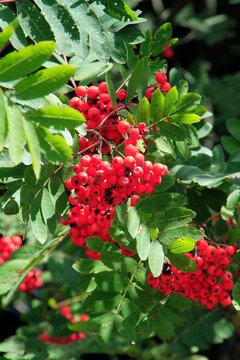 Rowan, Rowan Tree, Germany, Europe