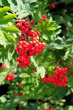 Rowan, Rowan Tree, Germany, Europe
