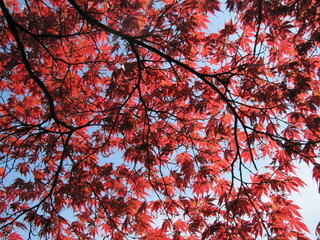 Leaves on a Tree in Landbohojskolens Have in Copenhagen, Denmark