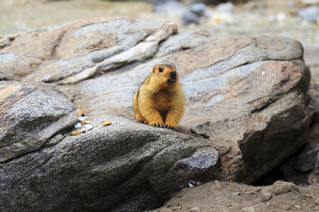 The Himalayan Marmot at Ladakh distict, India.
