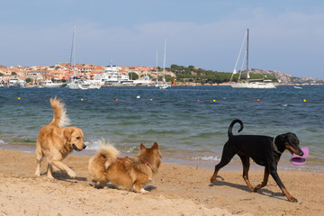 Group of dogs playing with frisbee on dogs friendly beach near Palau, Sardinia, Italy.