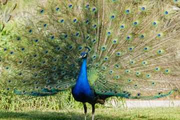 Obraz premium Male peacock showing it's color fan