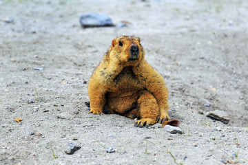 The Himalayan Marmot at Ladakh distict, India.