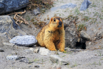 The Himalayan Marmot at Ladakh distict, India.