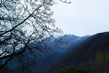 All kinds of beautiful branches in China