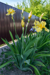 Beautiful iris bushes in the garden. Yellow flowers iris. Spring summer flowers.